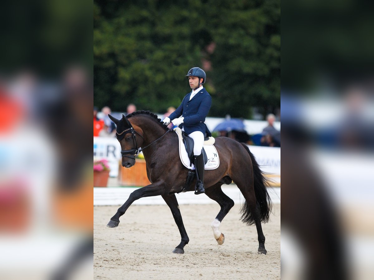 ESCAMILLO Rhinelander Stallion in Steinfeld (Oldenburg)