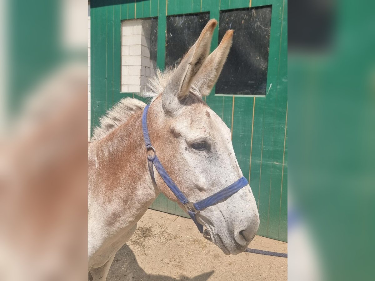 Esel Hengst 11 Jahre 137 cm Fuchs in Euskirchen