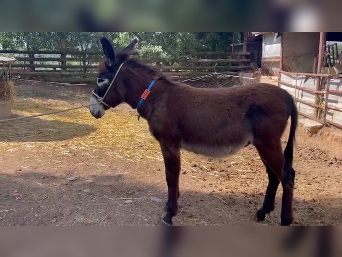 Esel Hengst 1 Jahr 132 cm Rappe in berga, barcelona