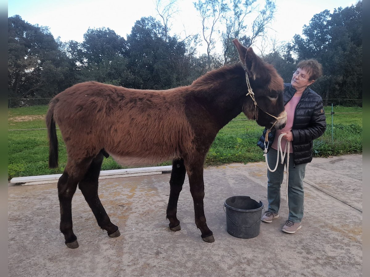 Esel Hengst 1 Jahr 148 cm Rappe in Calabuig