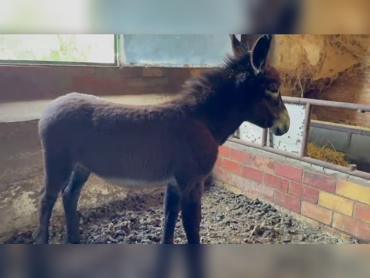 Esel Hengst 1 Jahr Rappe in berga, barcelona