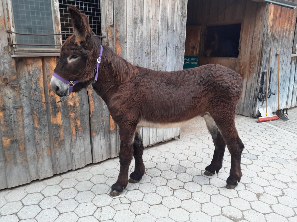 Esel Hengst 3 Jahre 145 cm Schwarzbrauner in Garmisch-Partenkirchen