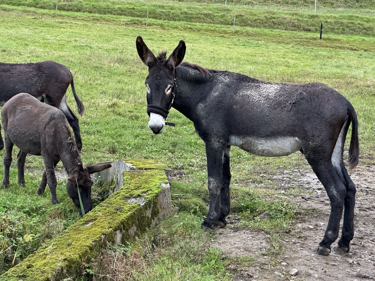 Esel Hengst 5 Jahre 141 cm Dunkelbrauner in WeiselBornich