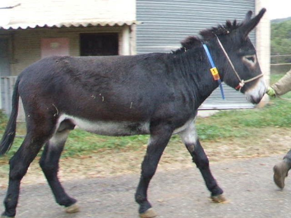 Esel Hengst 5 Jahre 148 cm Rappe in BERGA, BARCELONA