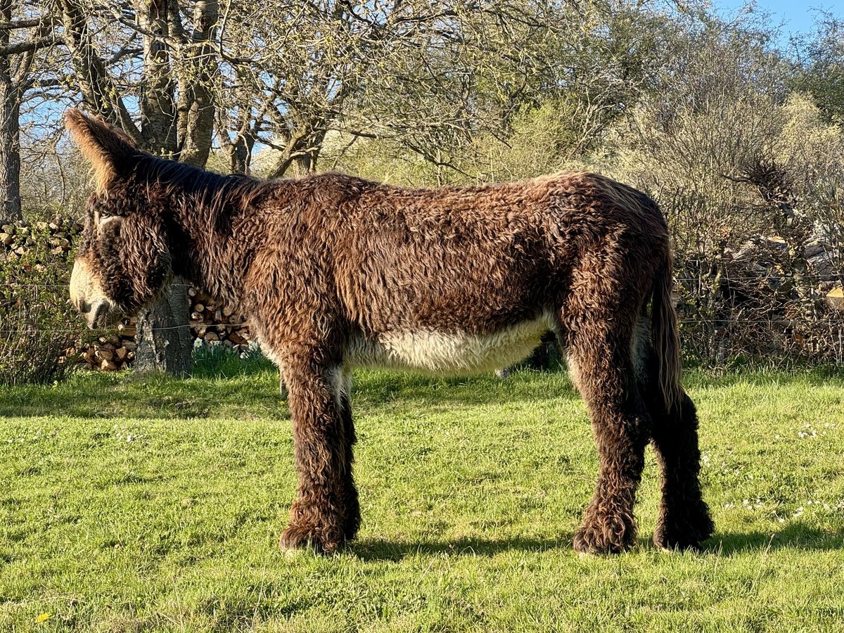 Esel Hengst Dunkelbrauner in Bornich