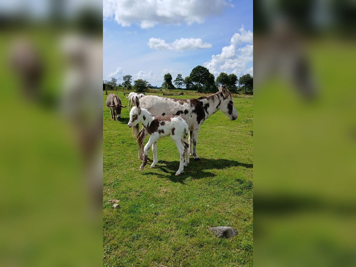 Esel Hengst Fohlen (01/2024) in Süderlügum