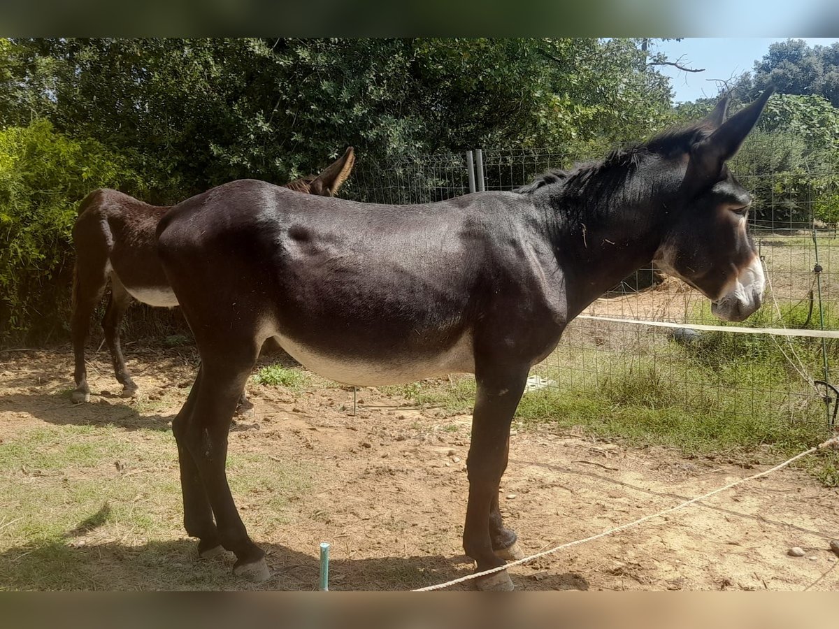 Esel Hengst Rappe in B&#xE0;scara