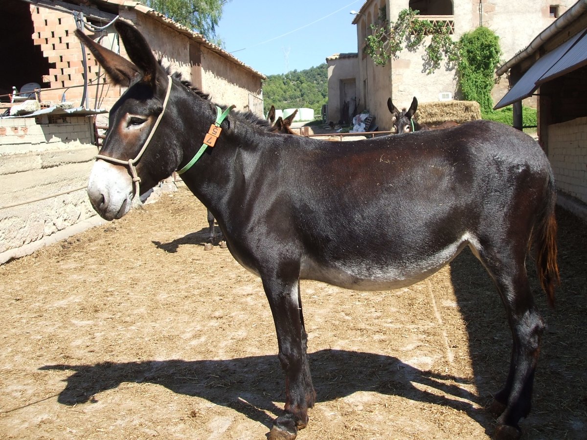 Esel Stute 10 Jahre 145 cm Rappe in BERGA, BARCELONA