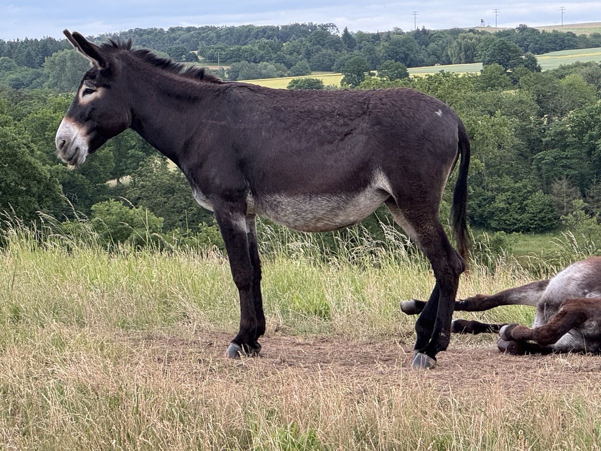 Esel Stute 10 Jahre 150 cm Dunkelbrauner in Bornich