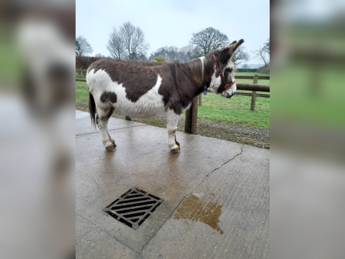 Esel Stute 11 Jahre 138 cm Tobiano-alle-Farben in Shrewsbury