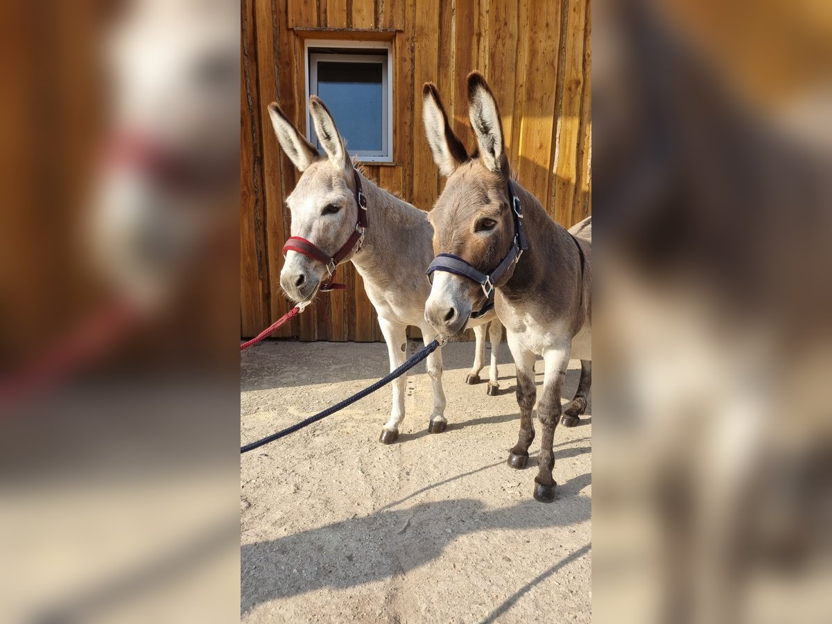 Esel Stute 15 Jahre 105 cm in Möckern