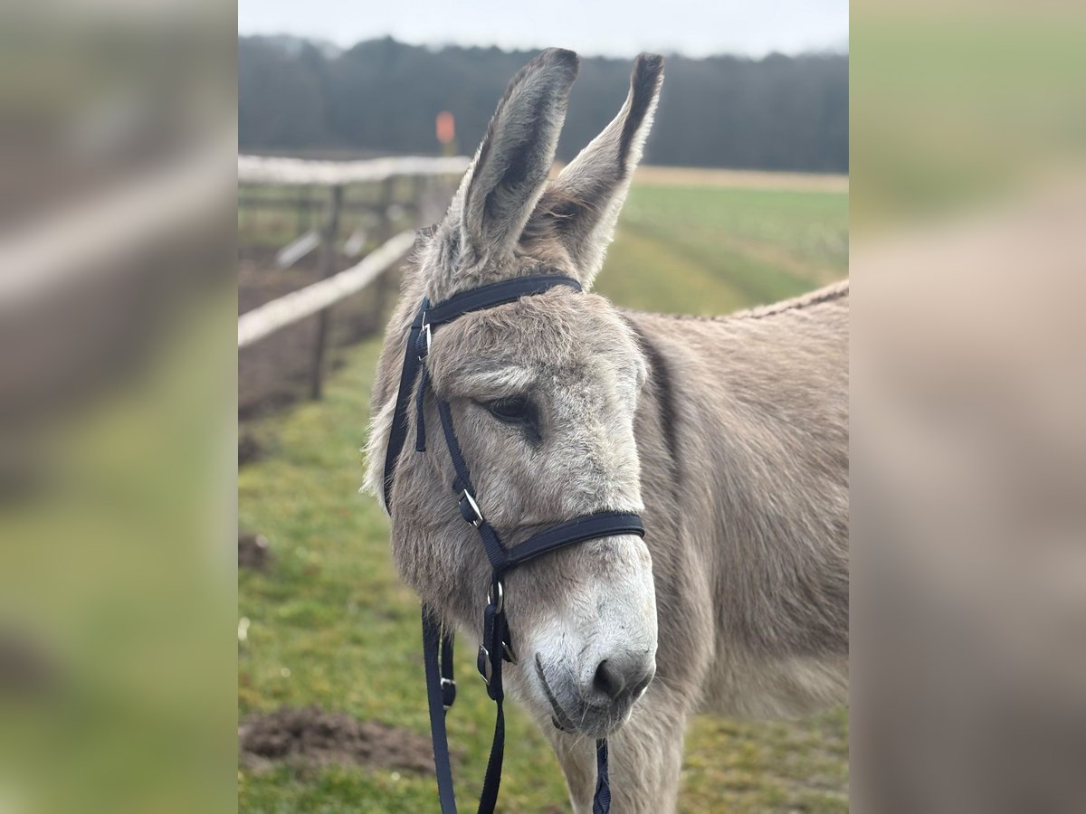 Esel Stute 15 Jahre 135 cm in D&#xF6;tlingen