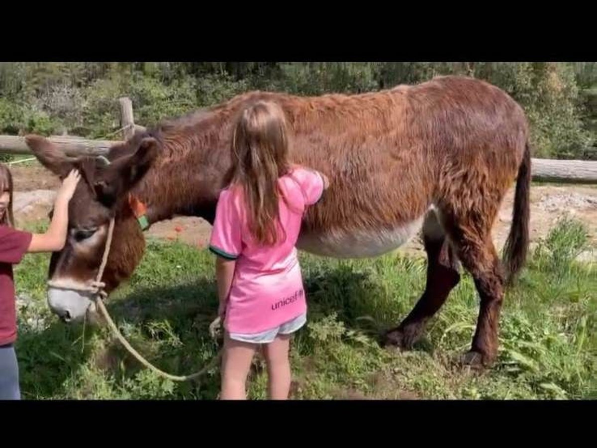 Esel Stute 15 Jahre 145 cm Rappe in BERGA, BARCELONA