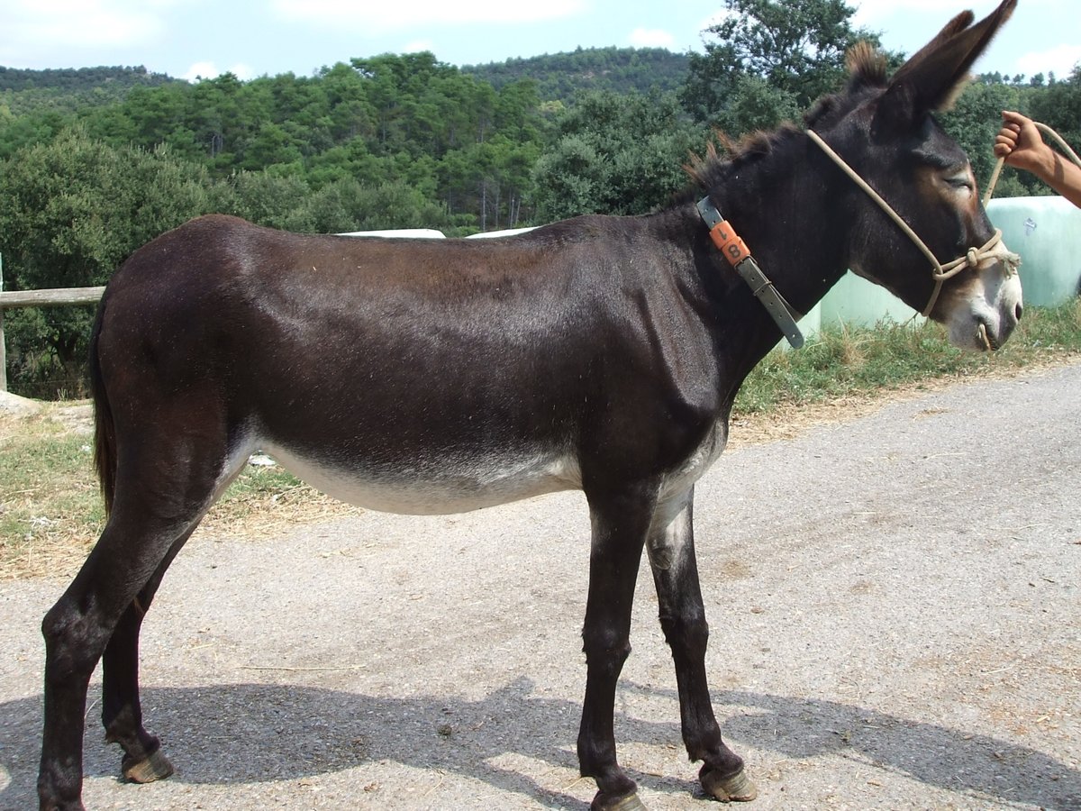 Esel Stute 17 Jahre 140 cm Rappe in BERGA, BARCELONA