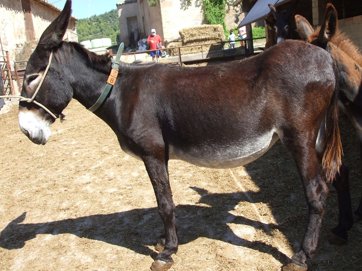 Esel Stute 17 Jahre 140 cm Rappe in BERGA, BARCELONA