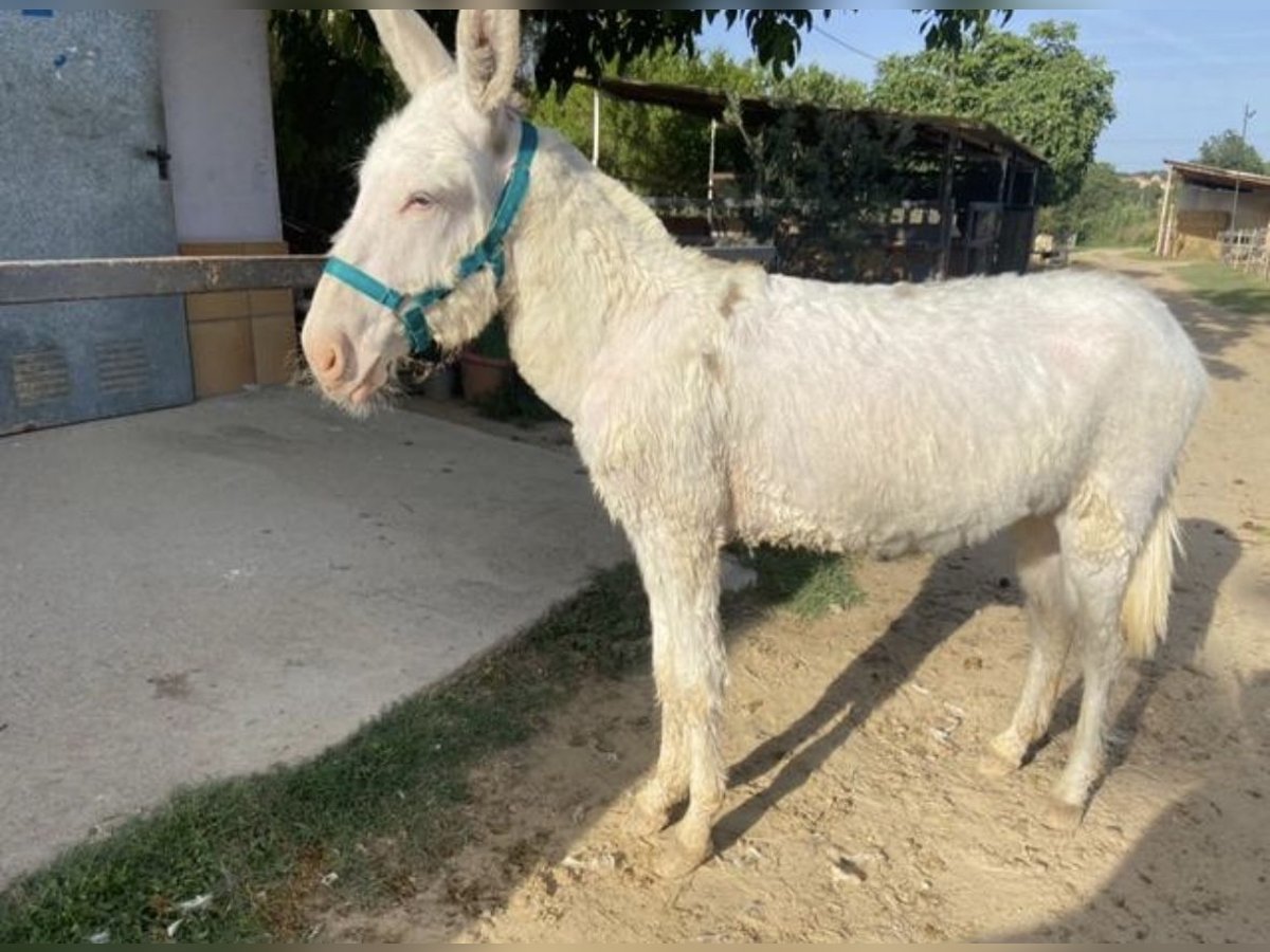 Esel Stute 1 Jahr 130 cm in Lliça D&#39;Amunt