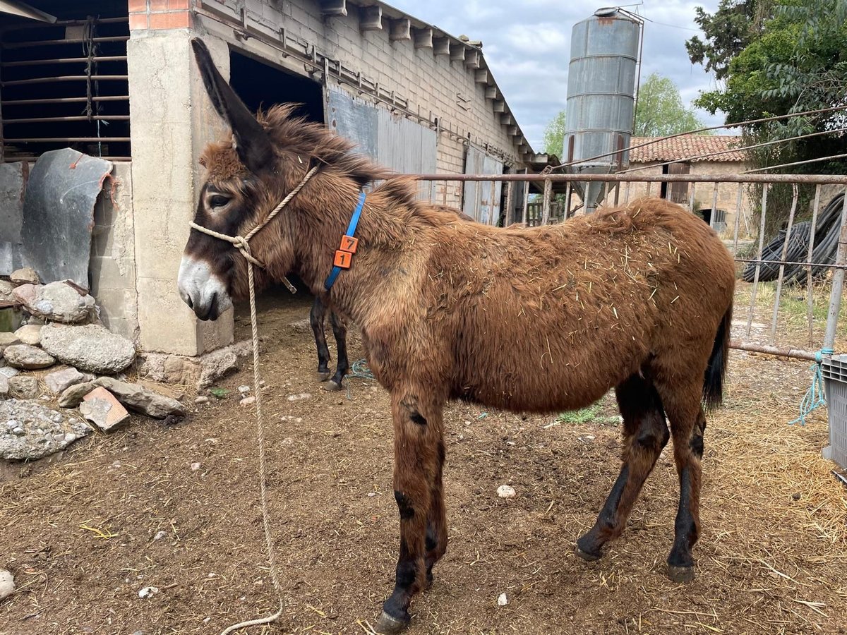 Esel Stute 1 Jahr 131 cm Rappe in BERGA, BARCELONA
