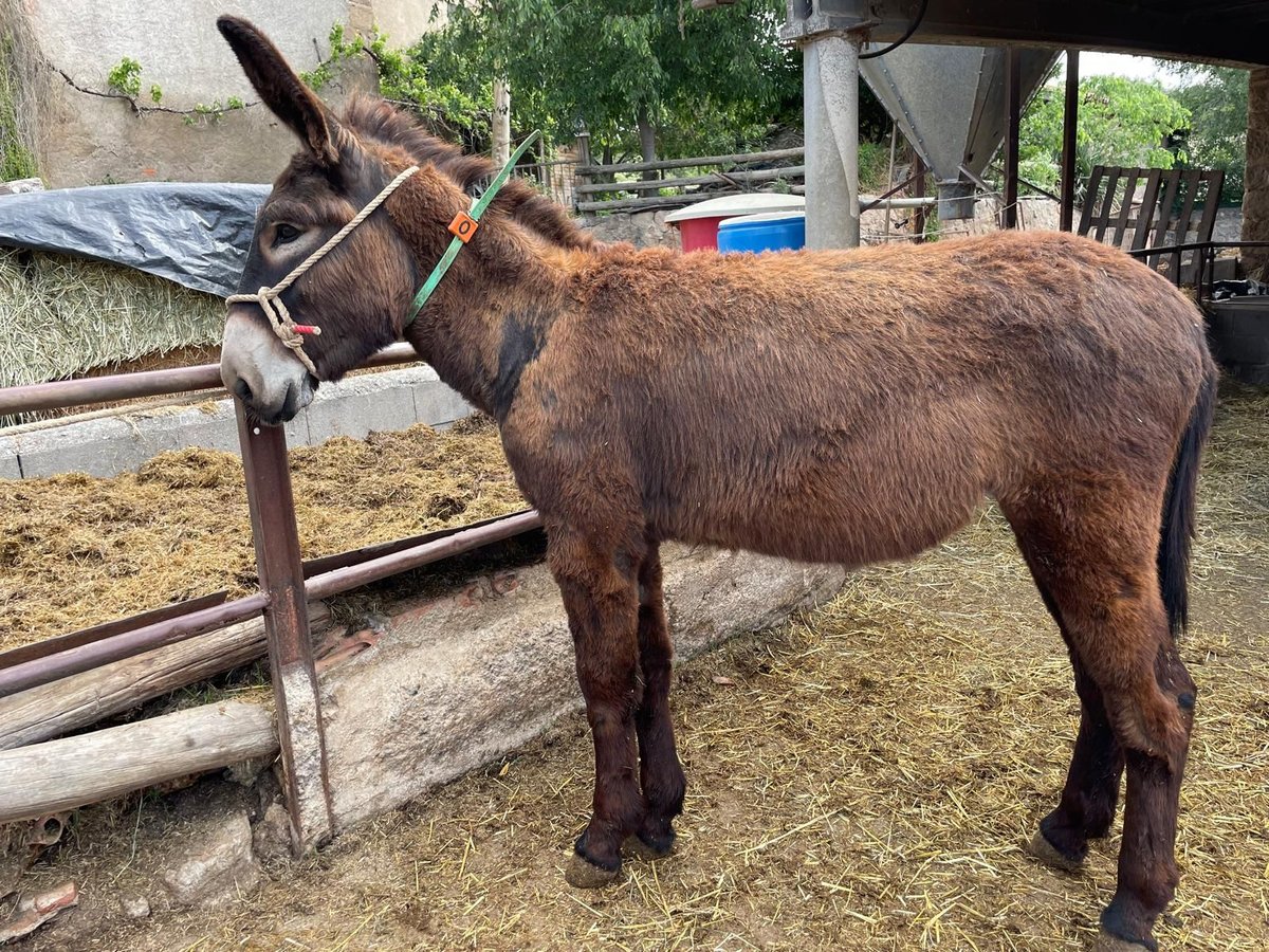 Esel Stute 1 Jahr 140 cm Rappe in BERGA, BARCELONA