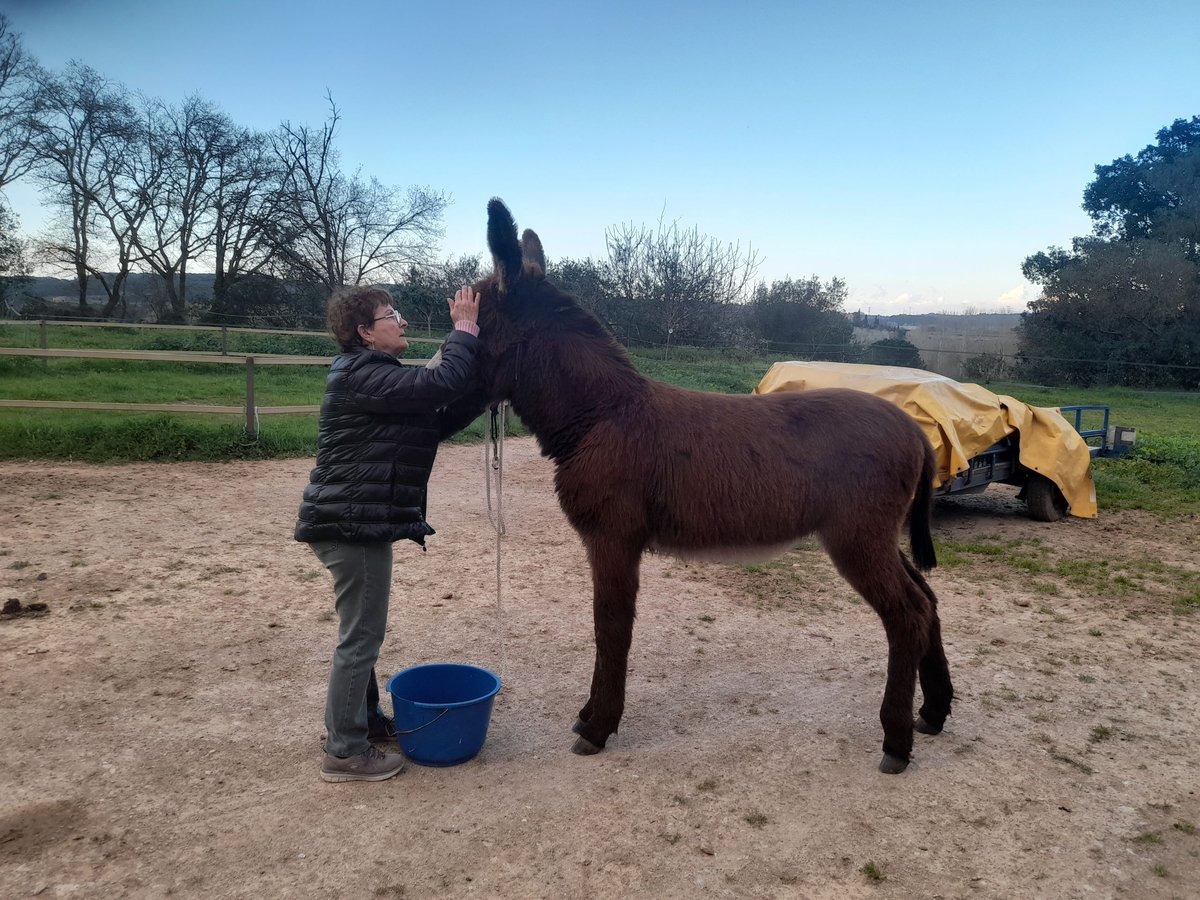 Esel Stute 1 Jahr 150 cm Rappe in Calabuig