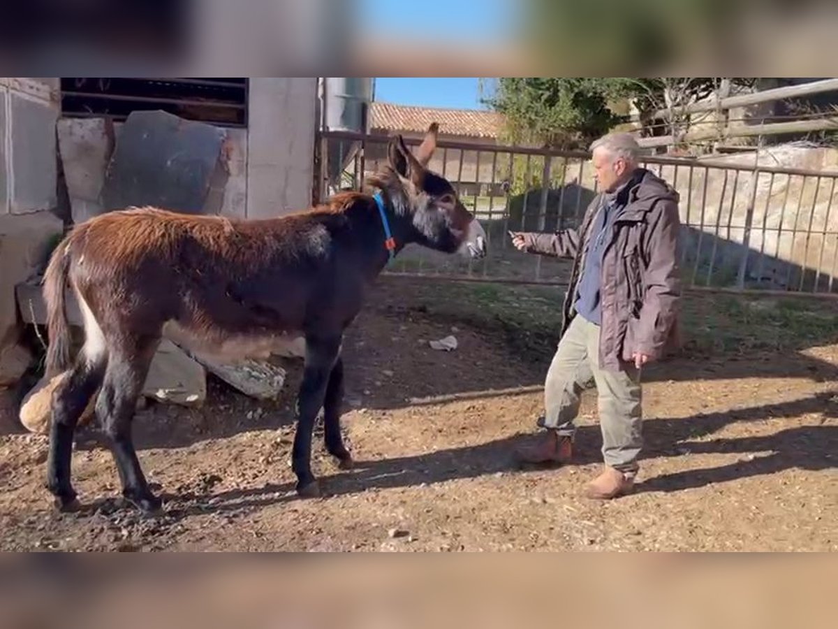 Esel Stute 1 Jahr Rappe in BERGA, BARCELONA