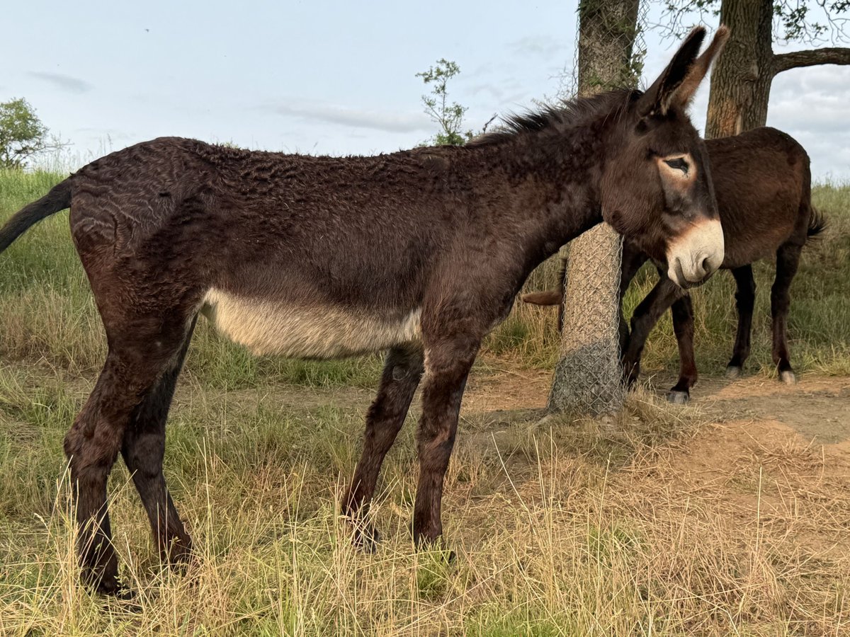 Esel Stute 4 Jahre 145 cm Dunkelbrauner in Bornich