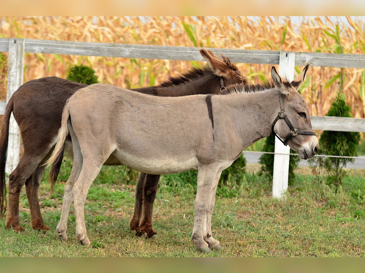 Esel Stute 6 Jahre 125 cm Falbe in radziejów