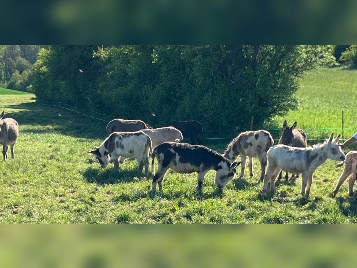 Esel Stute 7 Jahre 105 cm Schecke in Linkenbach