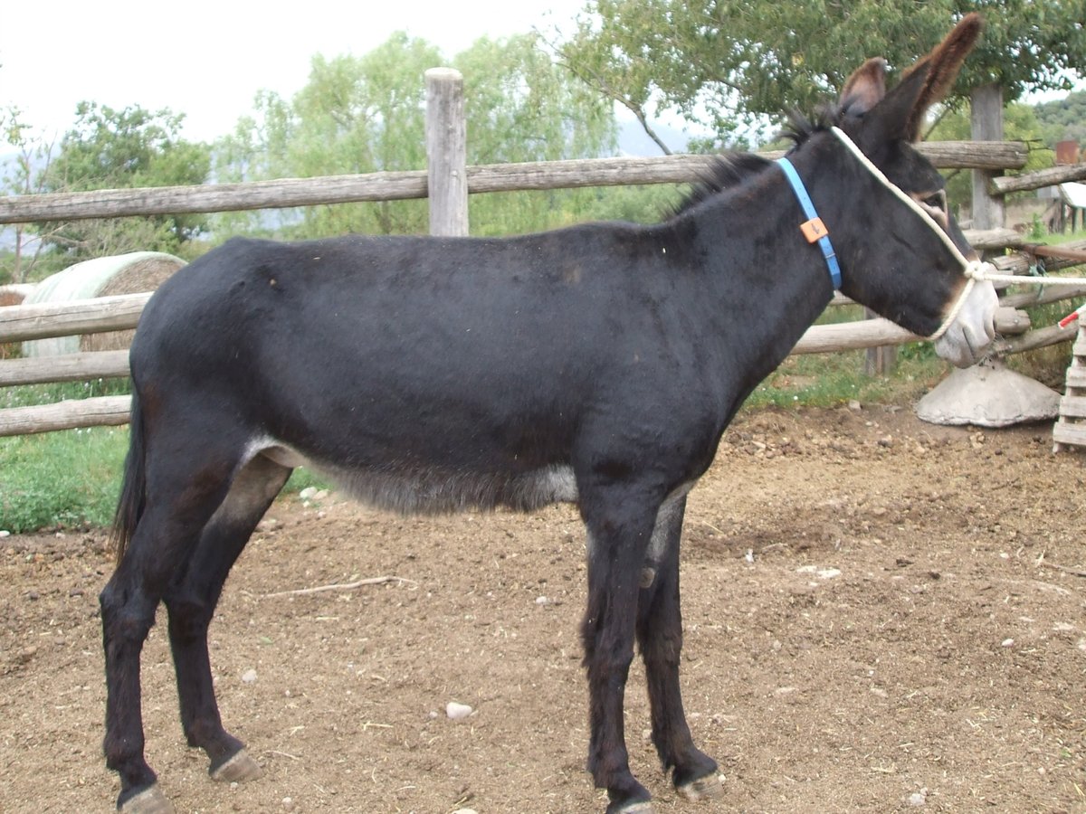 Esel Stute 9 Jahre 142 cm Rappe in BERGA, BARCELONA