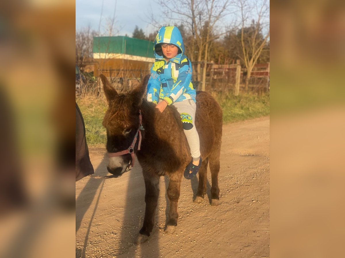 Esel Wallach 4 Jahre 120 cm Dunkelbrauner in Rechnitz