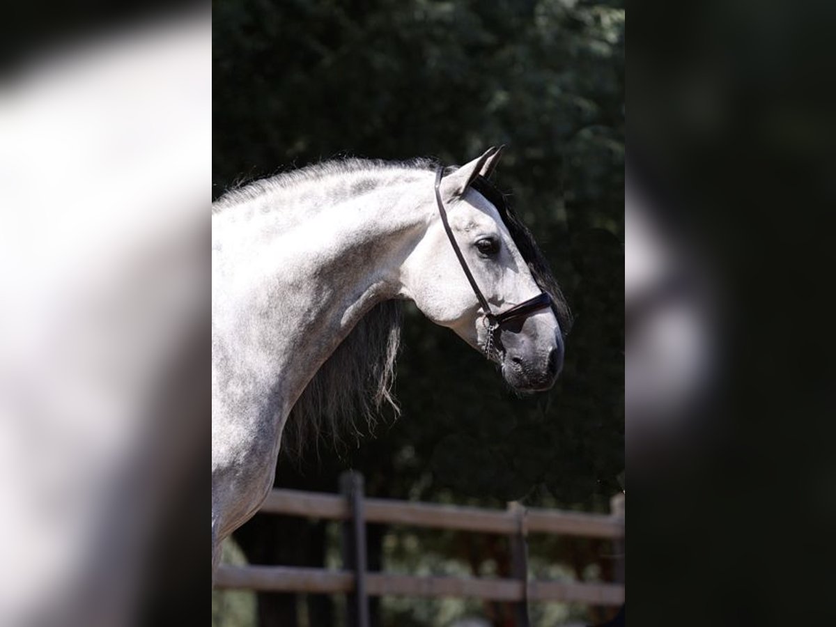 Espabilado De Centurion PRE Stallion Gray in Ieper