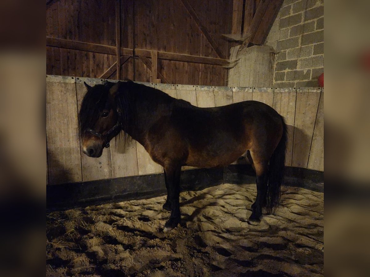 Exmoor-ponny Hingst 11 år in Homberg (Efze)