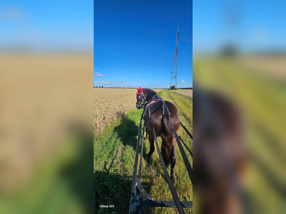 Exmoor Pony Castrone 5 Anni 125 cm Morello in Kerpen