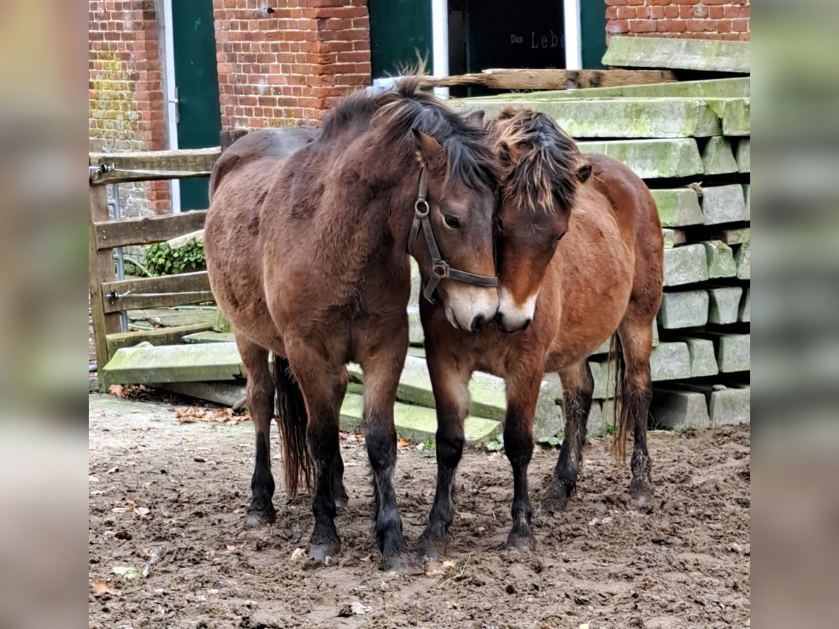 Exmoor Pony Castrone 5 Anni 132 cm Baio in Butjadingen