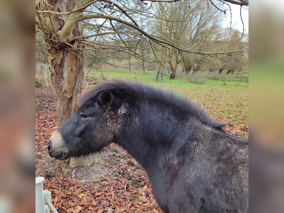 Exmoor Pony Castrone 7 Anni 130 cm Baio in Uslar