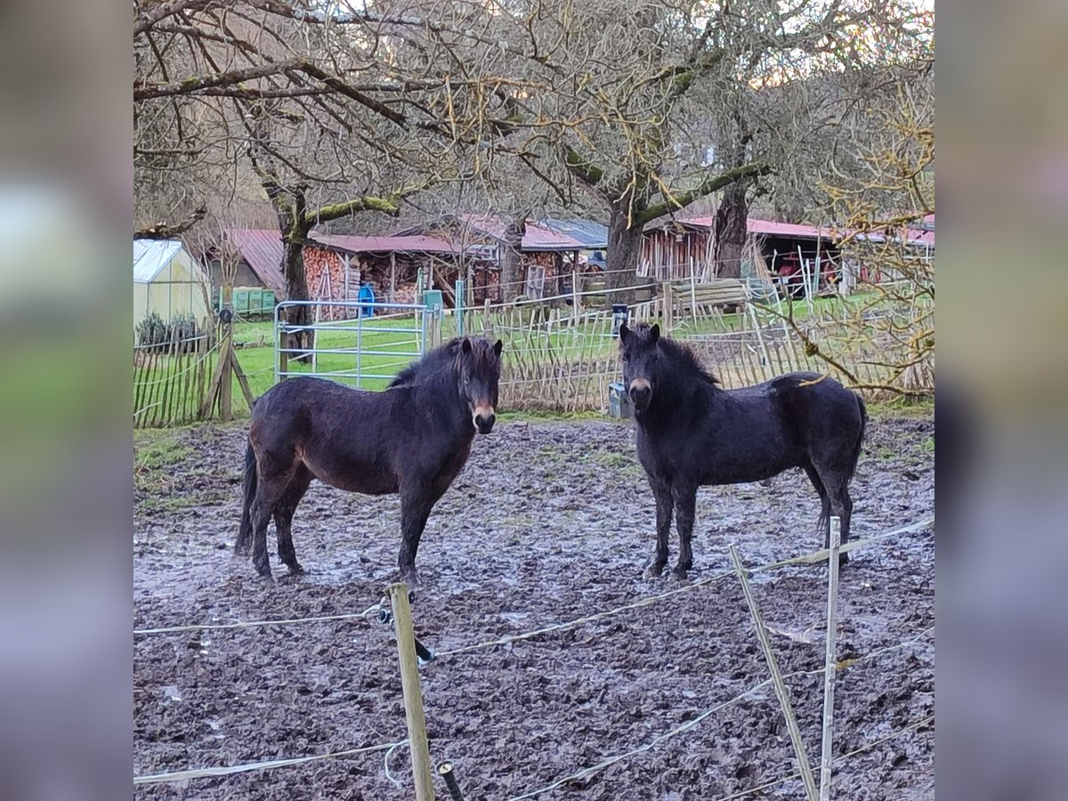 Exmoor Pony Castrone 8 Anni 130 cm Baio in Uslar