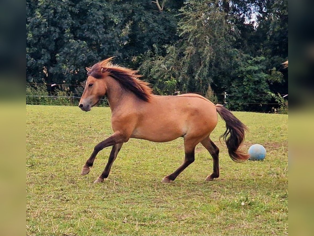 Exmoor Pony Mix Gelding 3 years 12,2 hh Buckskin in Warnitz