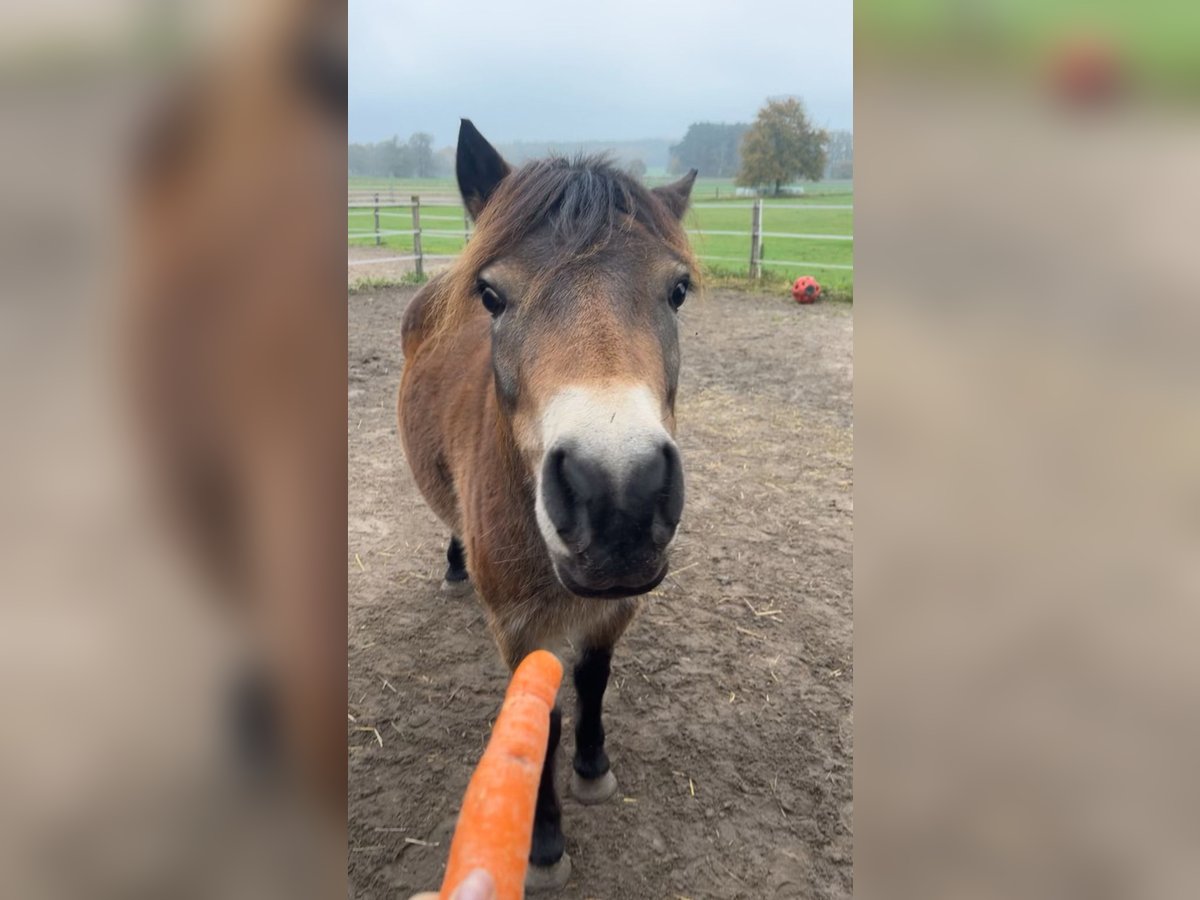 Exmoor Pony Giumenta 5 Anni 134 cm Baio in Verden (Aller)