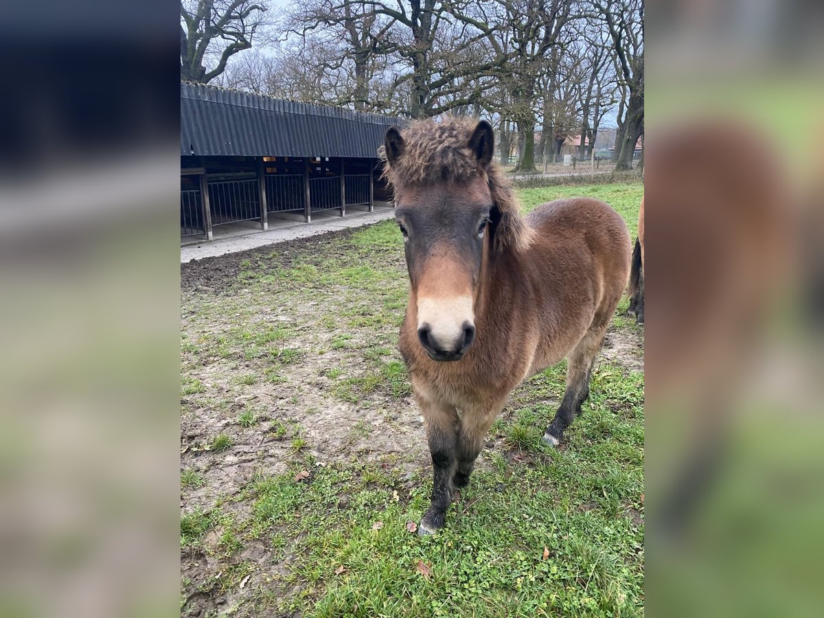 Exmoor Pony Hengst 1 Jaar 130 cm Bruin in Hofgeismar