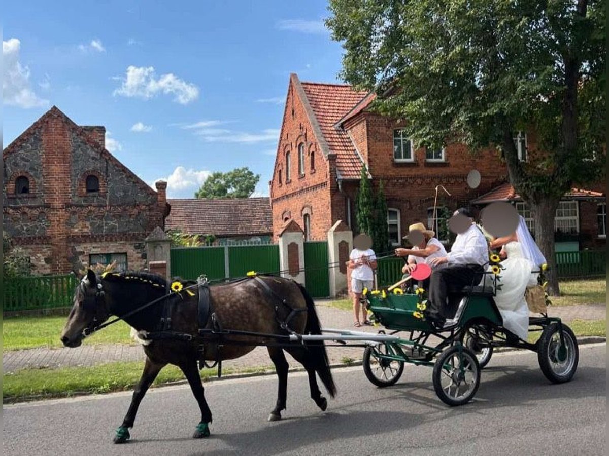 Exmoor Pony Mix Mare 6 years 12,2 hh Bay-Dark in Märkische Heide