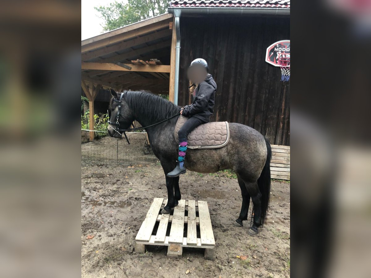 Exmoor Pony Mix Mare 6 years 12,3 hh Bay-Dark in Märkische Heide