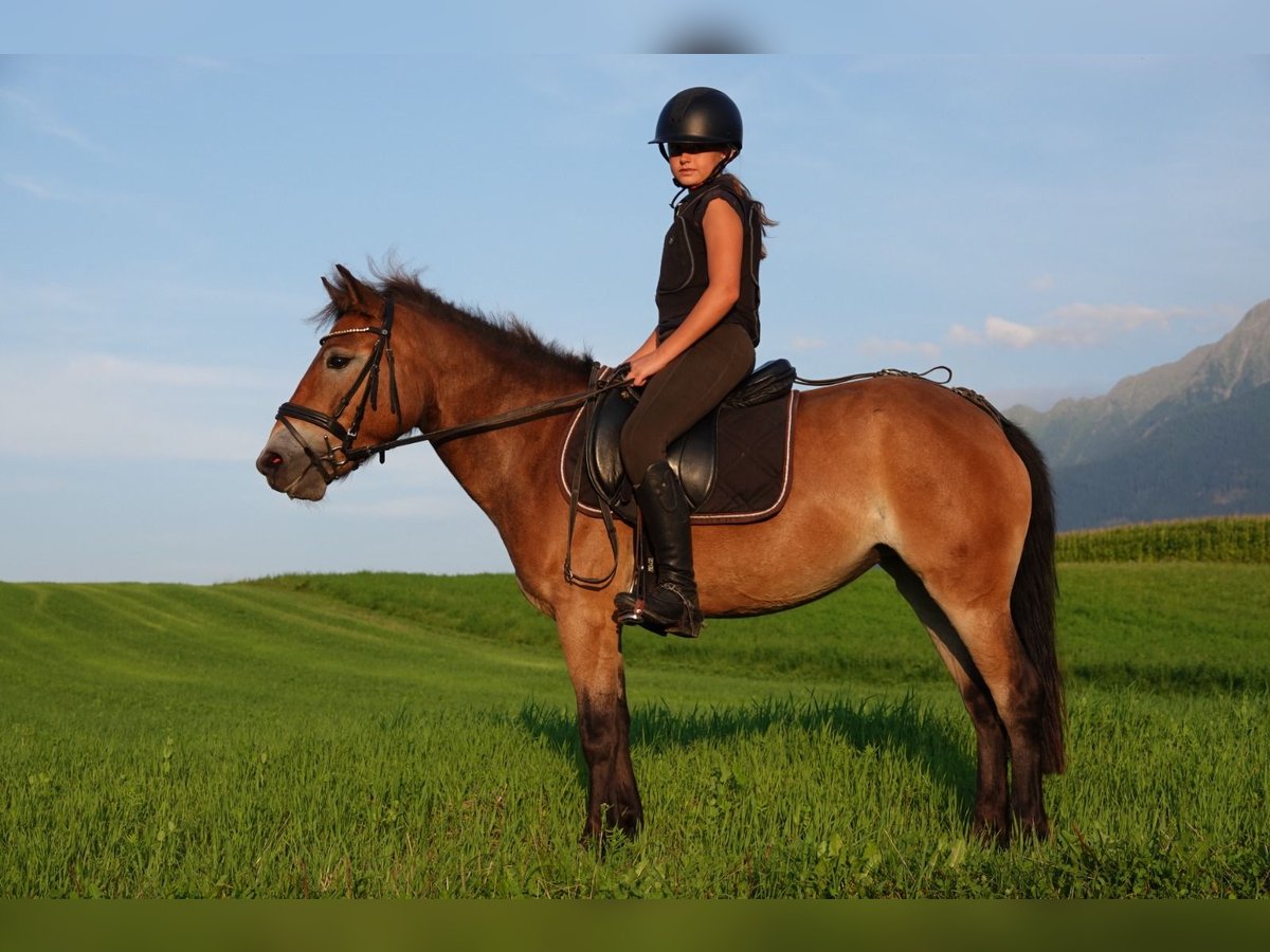 Exmoor Pony Merrie 5 Jaar 127 cm Bruin in Mieming