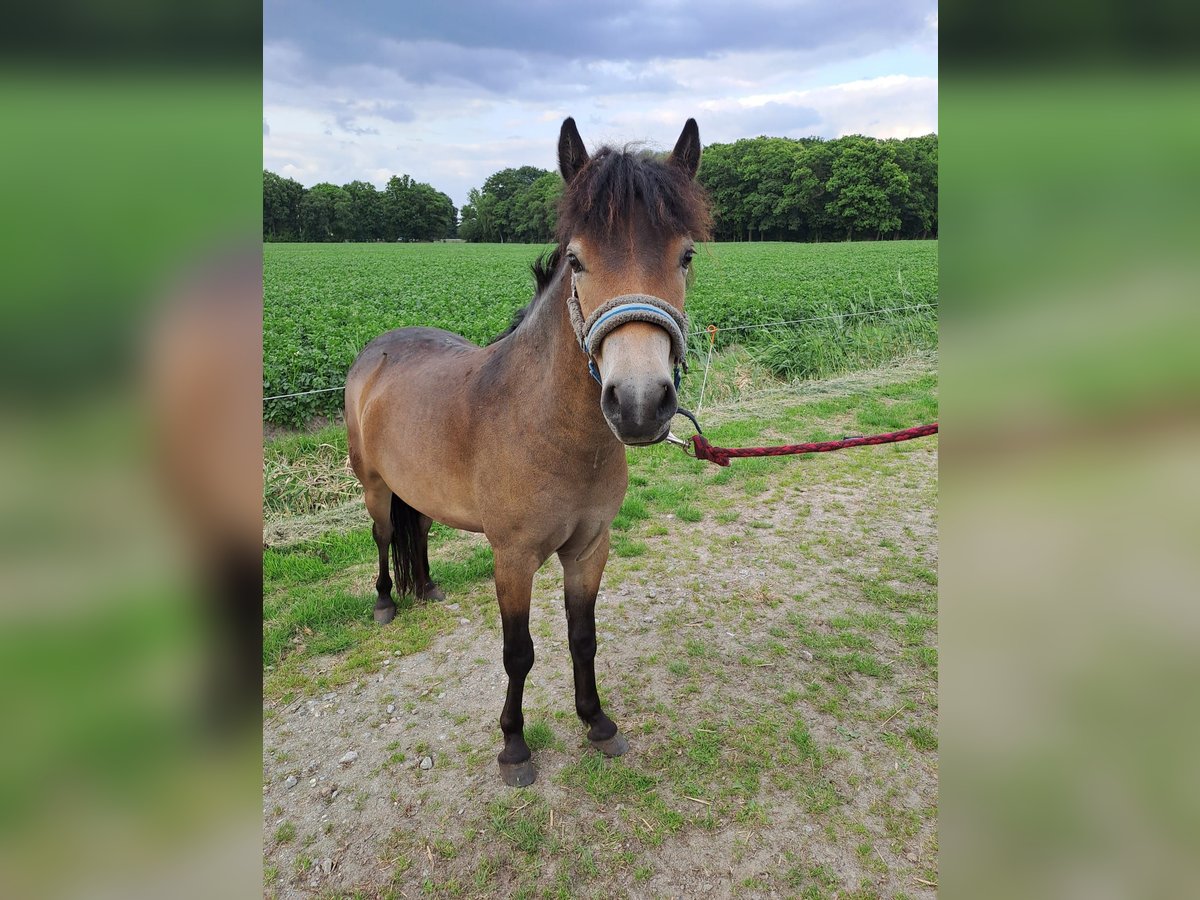Exmoor Pony Stute 2 Jahre 115 cm Buckskin in Oirschot