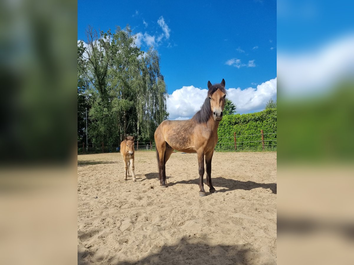 Exmoor Pony Stute 3 Jahre 130 cm Buckskin in Didam