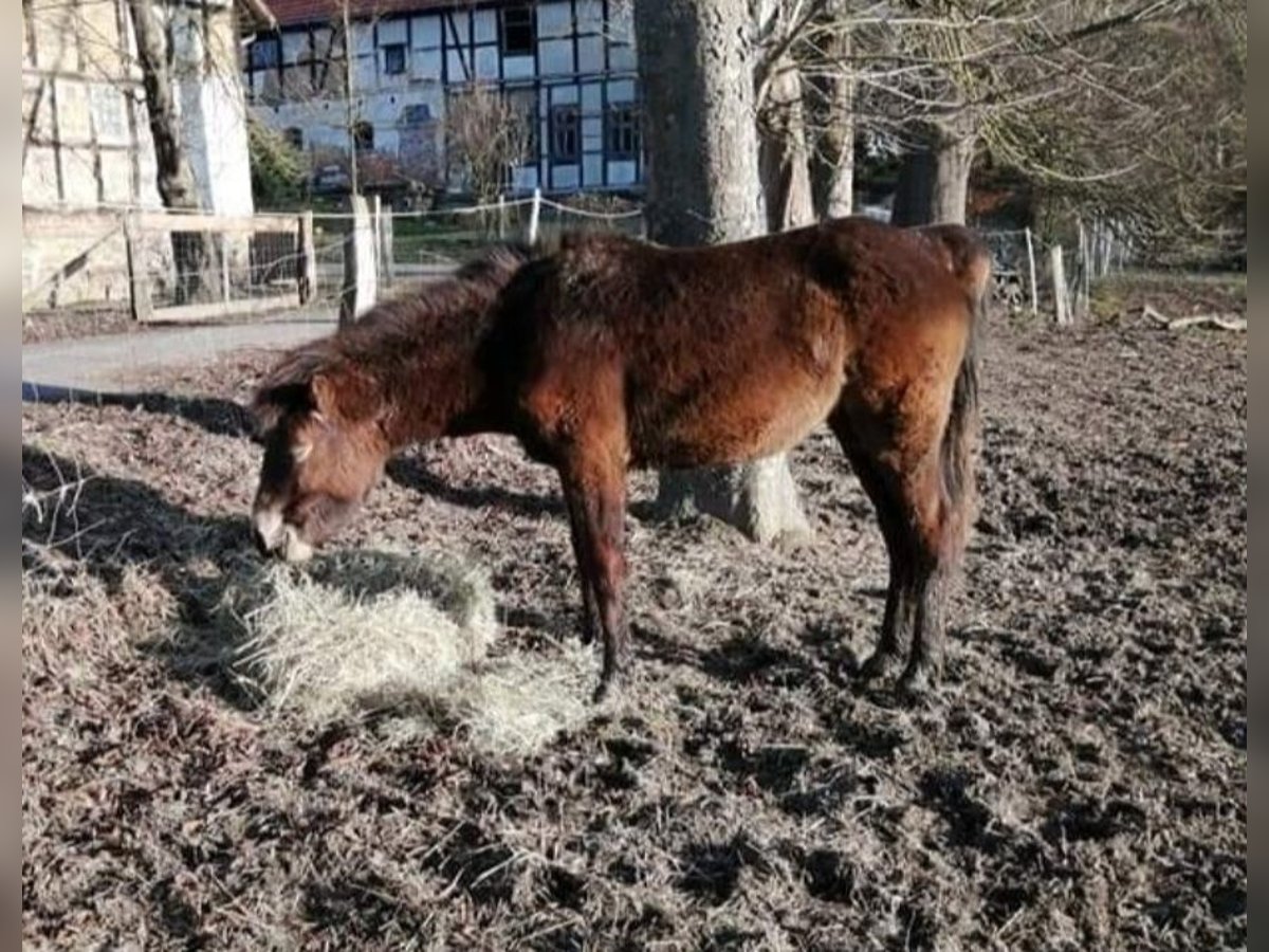 Exmoor Pony Stute 4 Jahre 127 cm Dunkelbrauner in Uslar