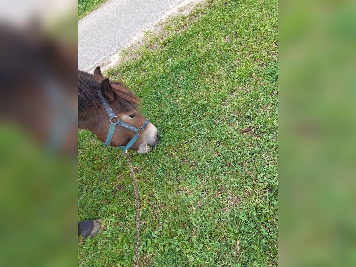 Exmoor Pony Stute 7 Jahre 128 cm Dunkelfuchs in Dietzenbach