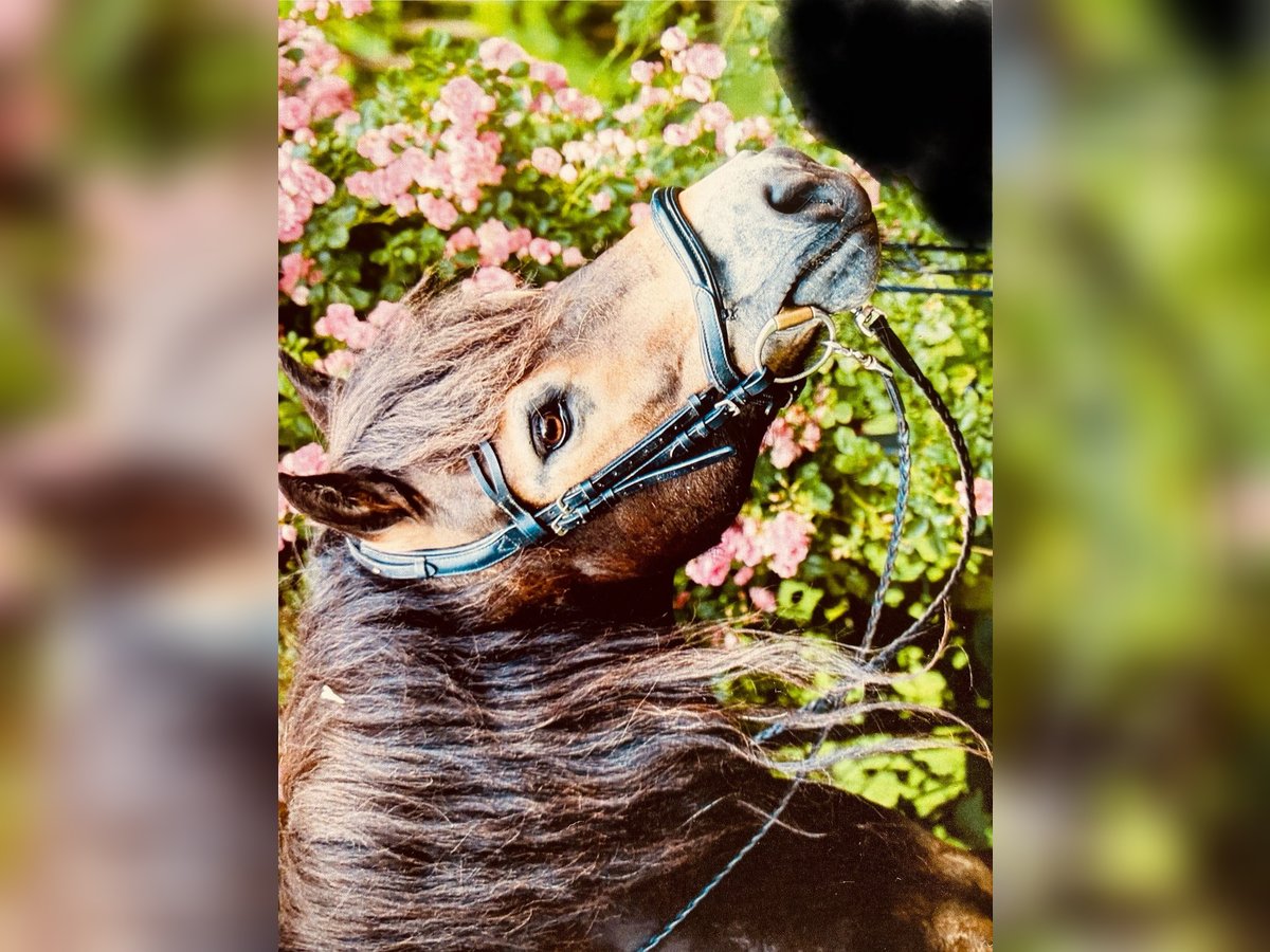 Exmoor Pony Wallach 10 Jahre 128 cm Dunkelbrauner in Hagenah