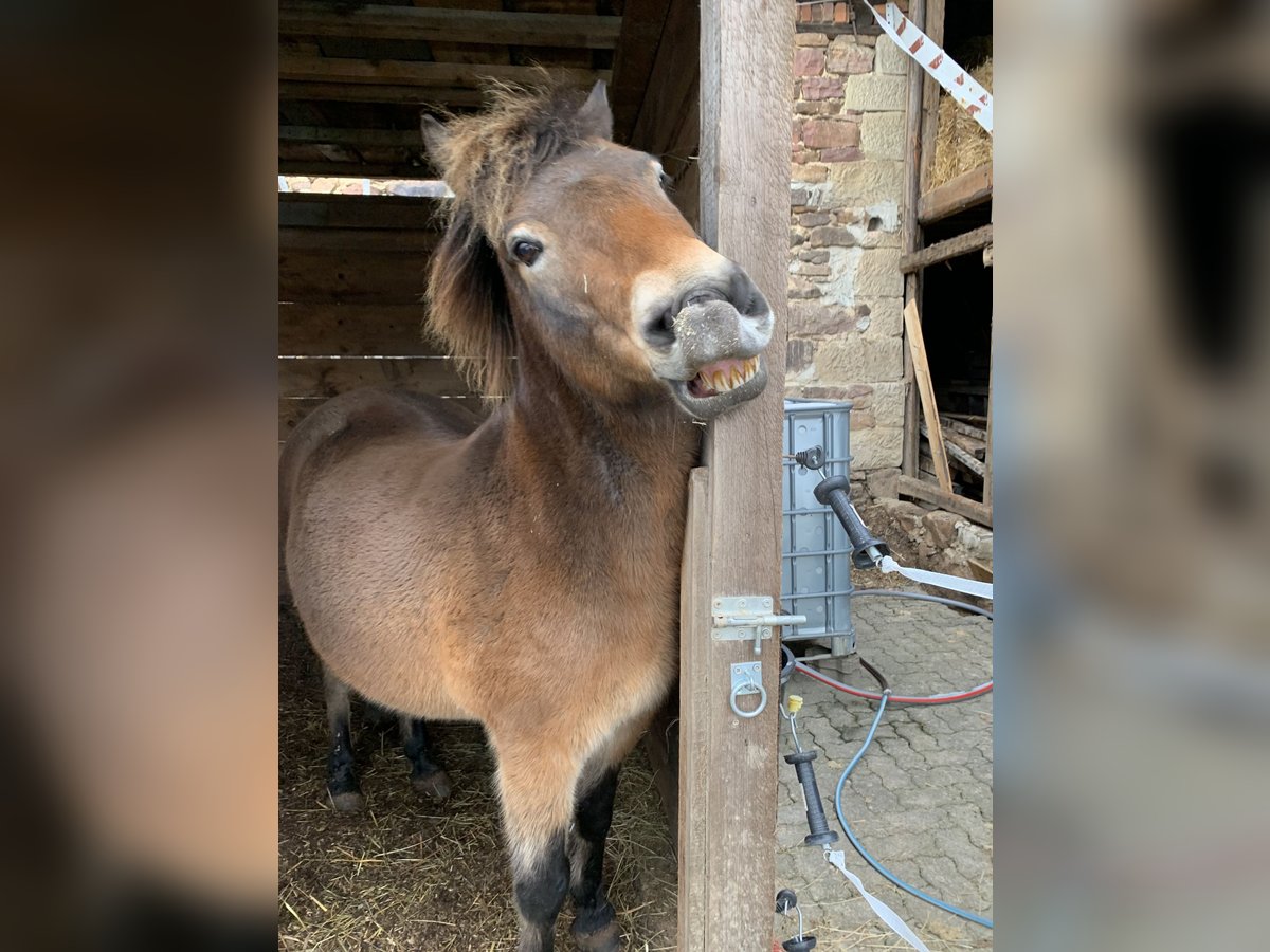 Exmoor Pony Wallach 15 Jahre 125 cm Dunkelbrauner in Uslar