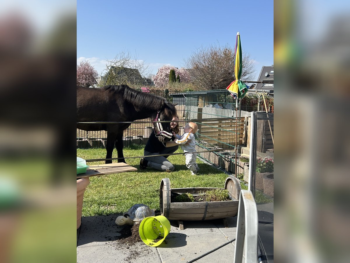 Exmoor Pony Wallach 5 Jahre 126 cm Schwarzbrauner in Kerpen