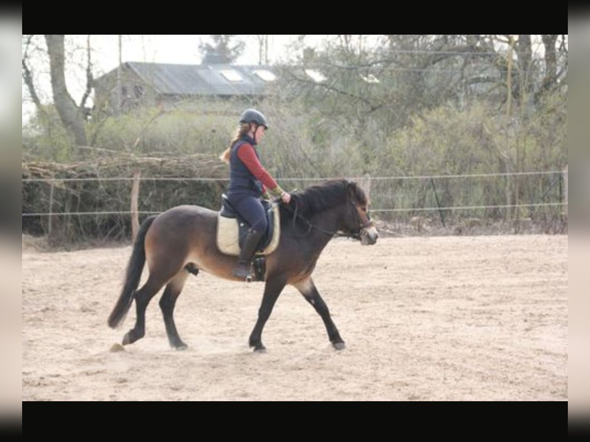 Exmoor Pony Wallach 5 Jahre 130 cm Brauner in Waren Müritz