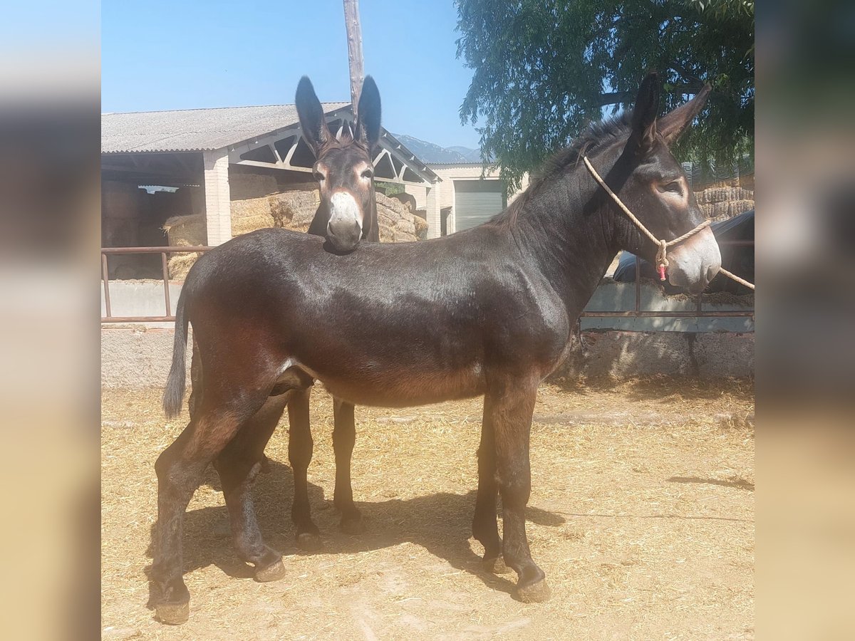 Ezel Hengst 2 Jaar 147 cm Zwart in BERGA, BARCELONA